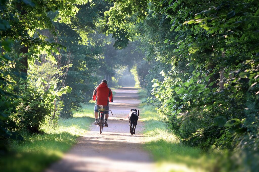 Bike Cyclist Dog Trees Summer suburbs